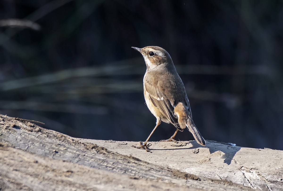 Bluethroat - ML611965770