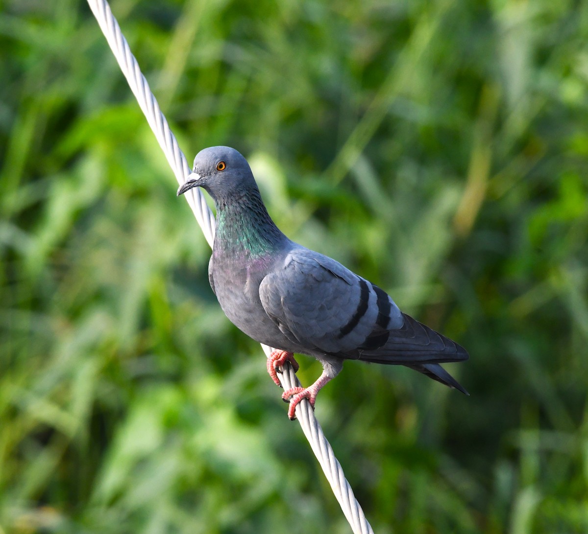 Rock Pigeon (Feral Pigeon) - ML611965794