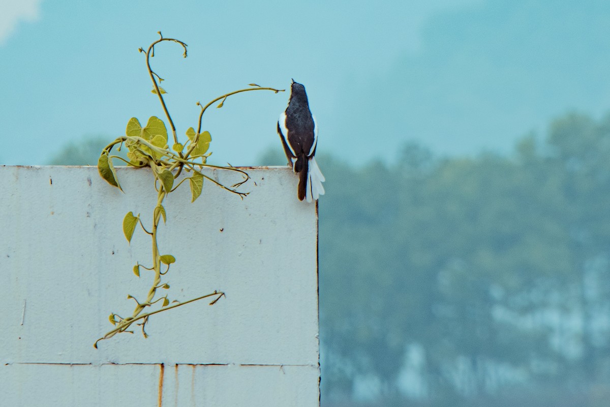 Oriental Magpie-Robin - ML611965859