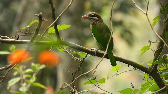 White-cheeked Barbet - ML611965869