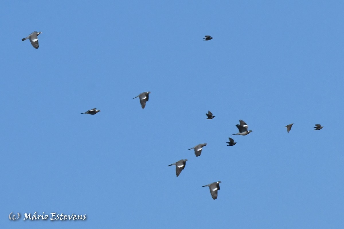 Common Wood-Pigeon - ML611966000