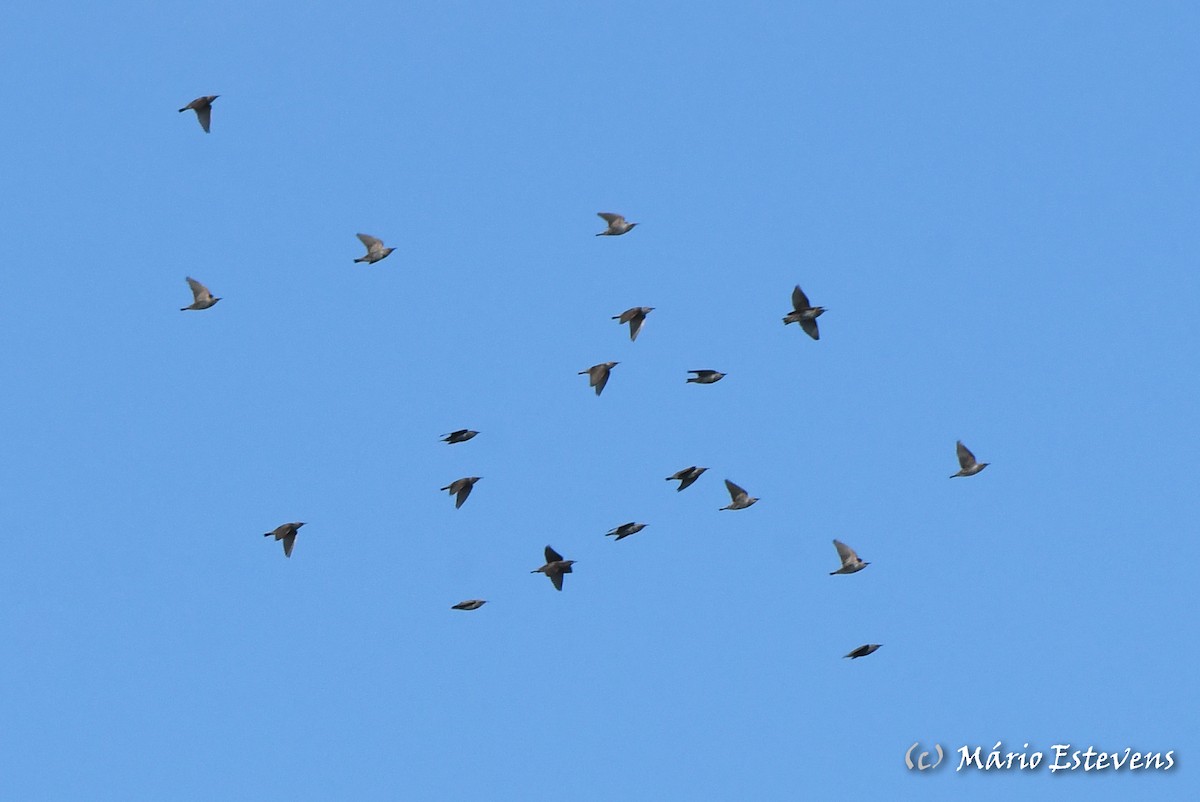 European Starling - ML611966002