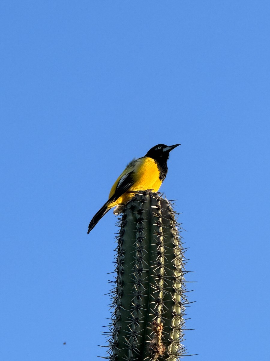 Venezuelan Troupial - Anonymous