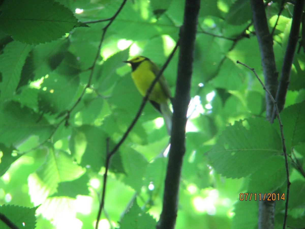 Hooded Warbler - ML611966103