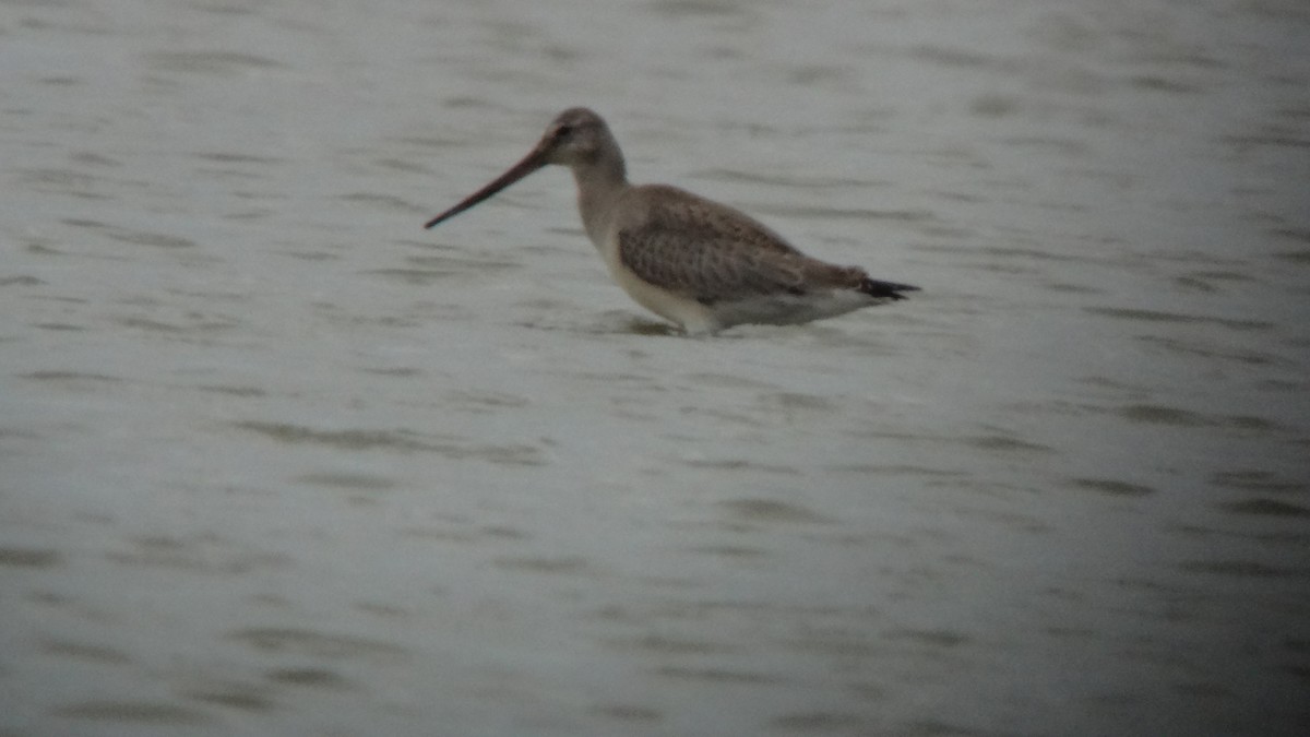 Hudsonian Godwit - ML611966181