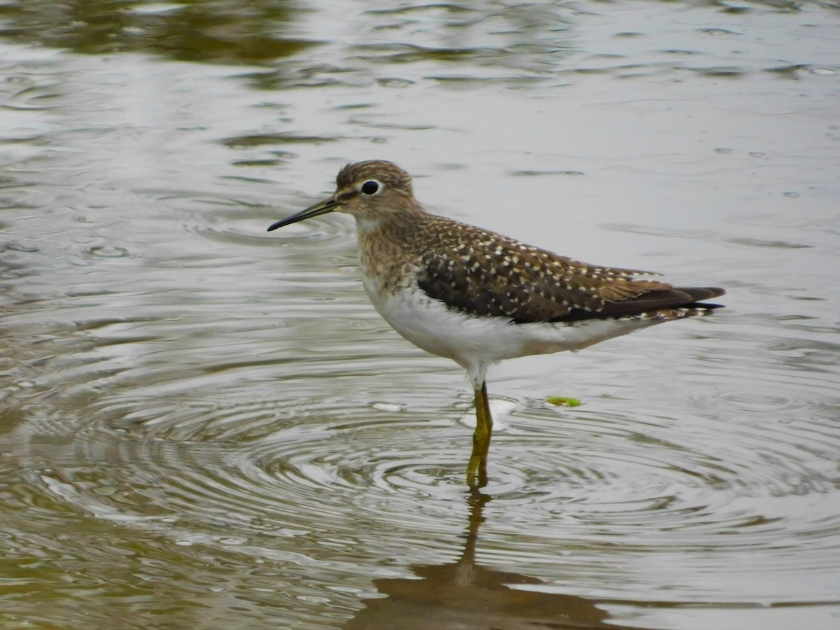 Solitary Sandpiper - Sebastián Gómez Barboza Silveira