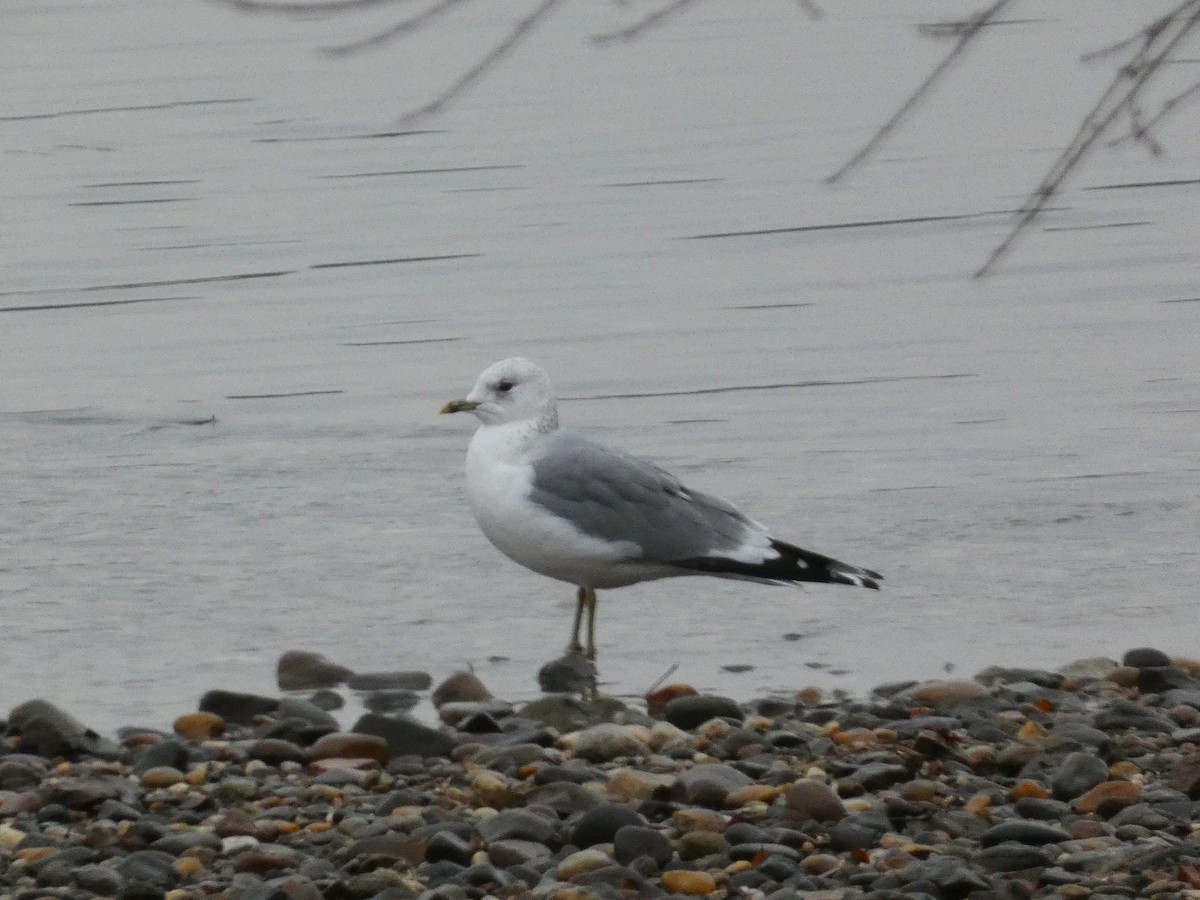 Common Gull - ML611966188