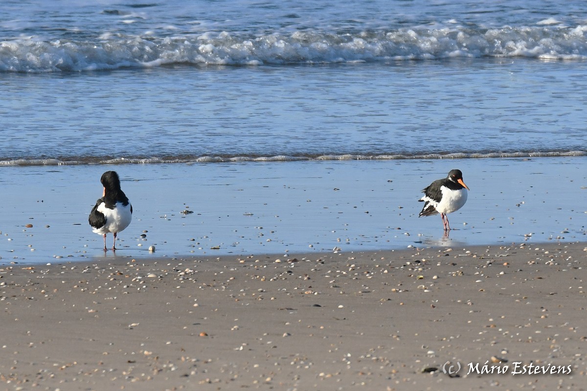 Eurasian Oystercatcher - ML611966220