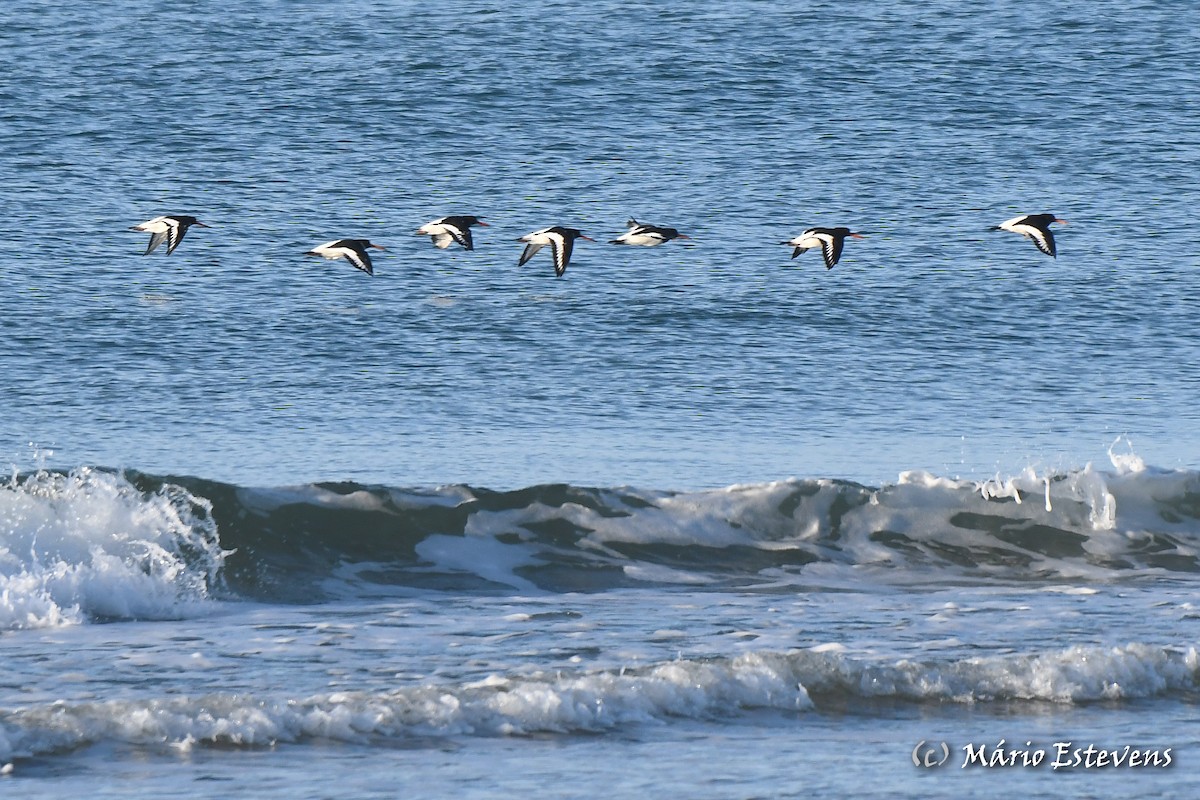 Eurasian Oystercatcher - ML611966221