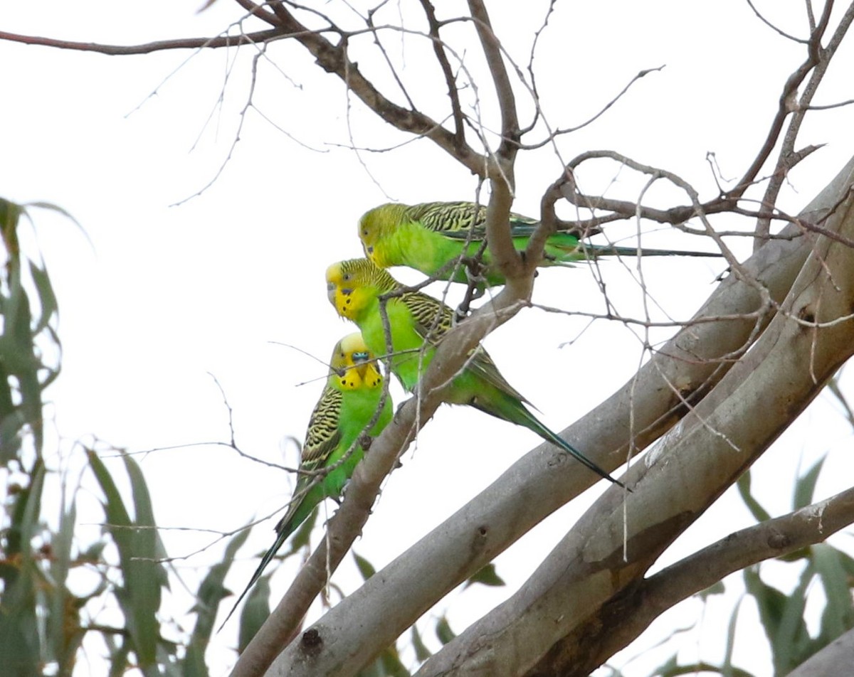 Budgerigar - ML611966275