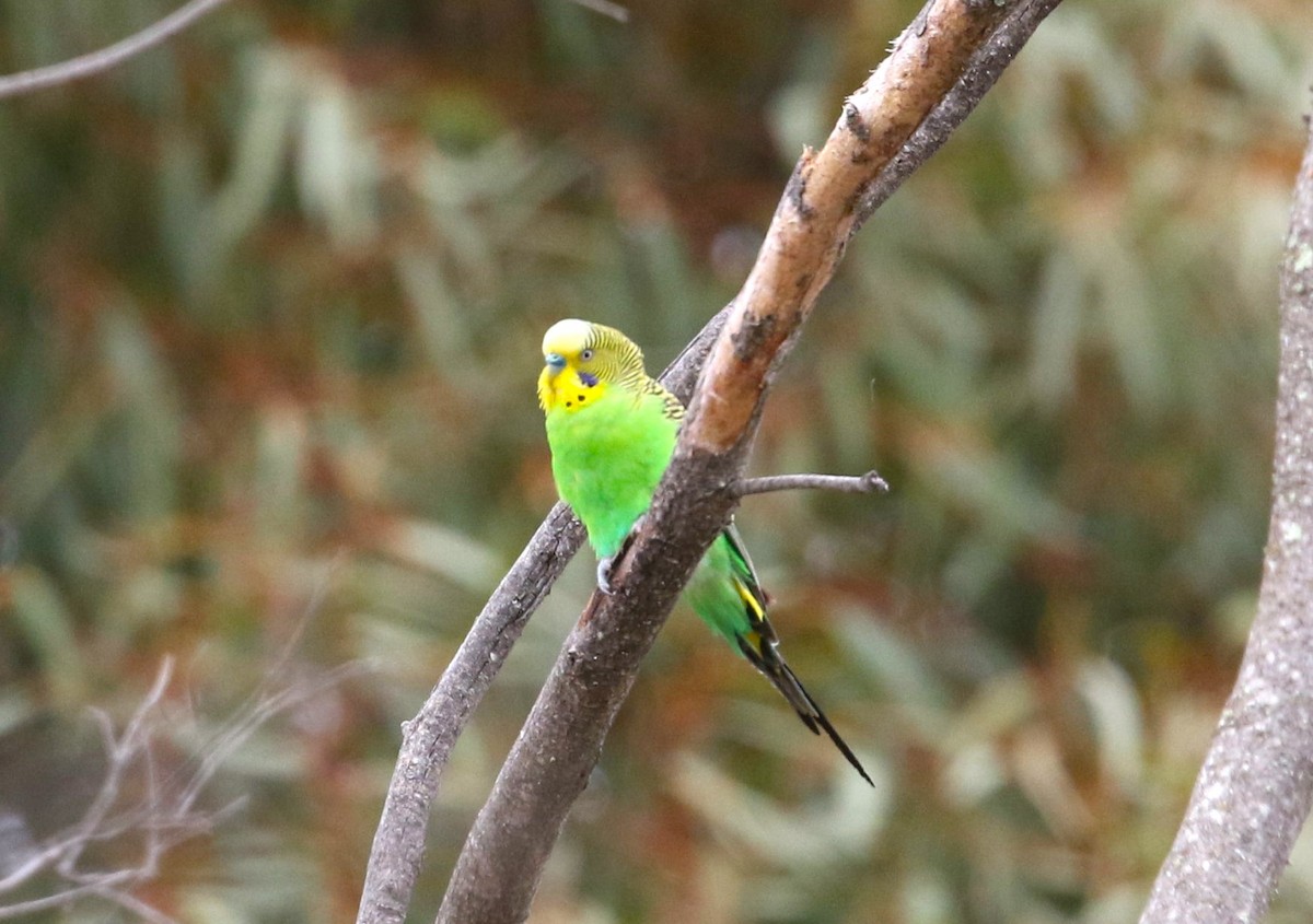 Budgerigar - ML611966276