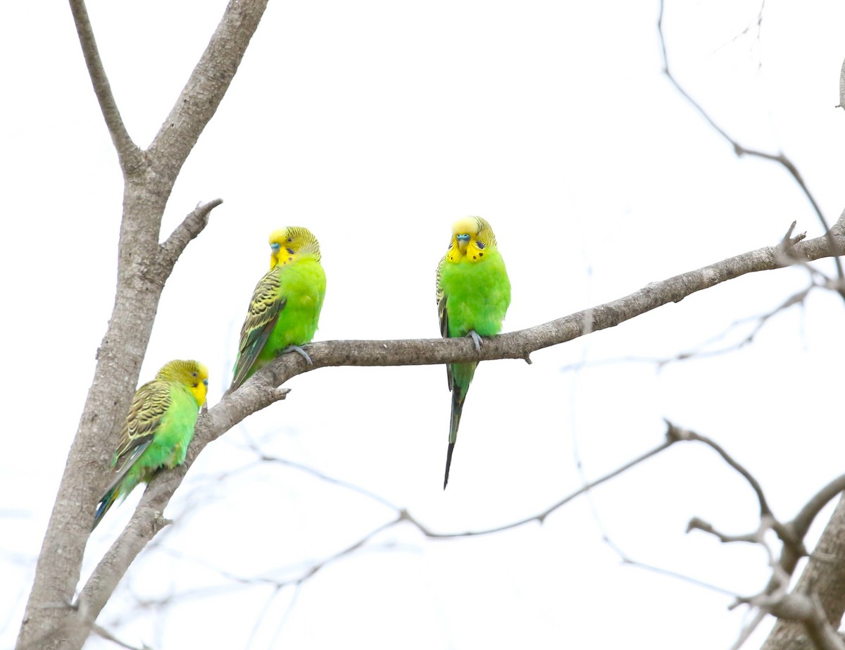 Budgerigar - ML611966277