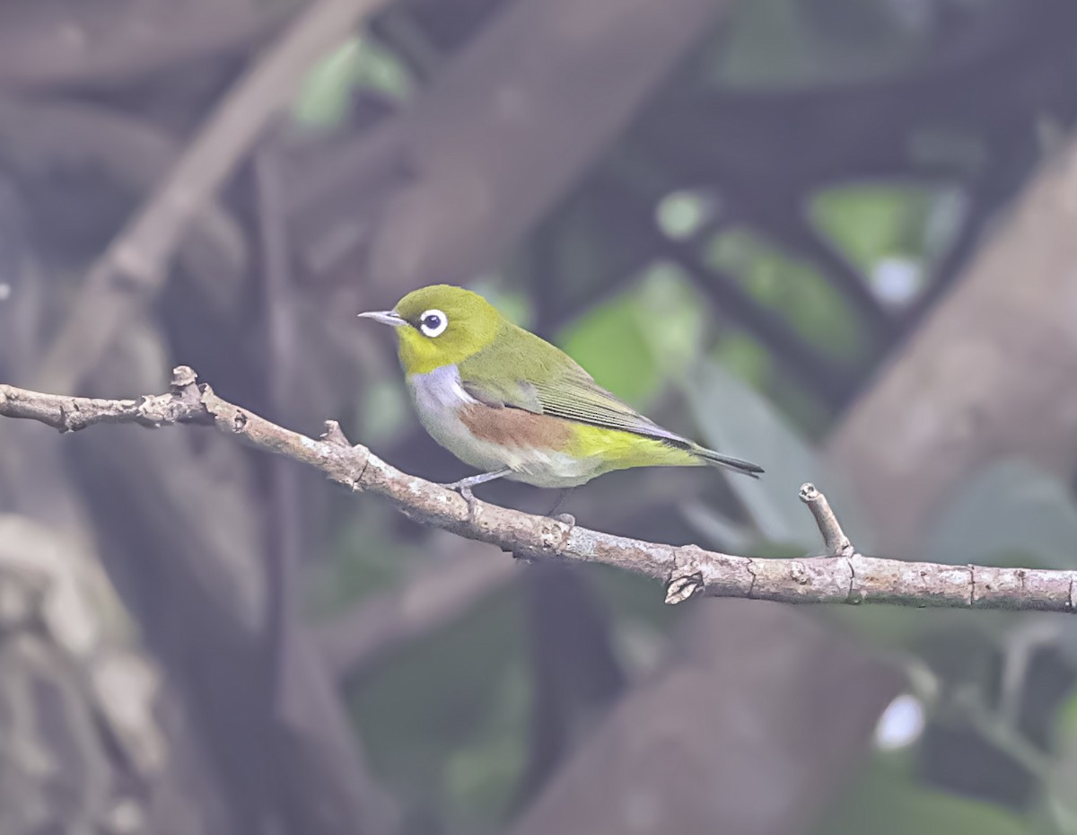 Chestnut-flanked White-eye - ML611966341