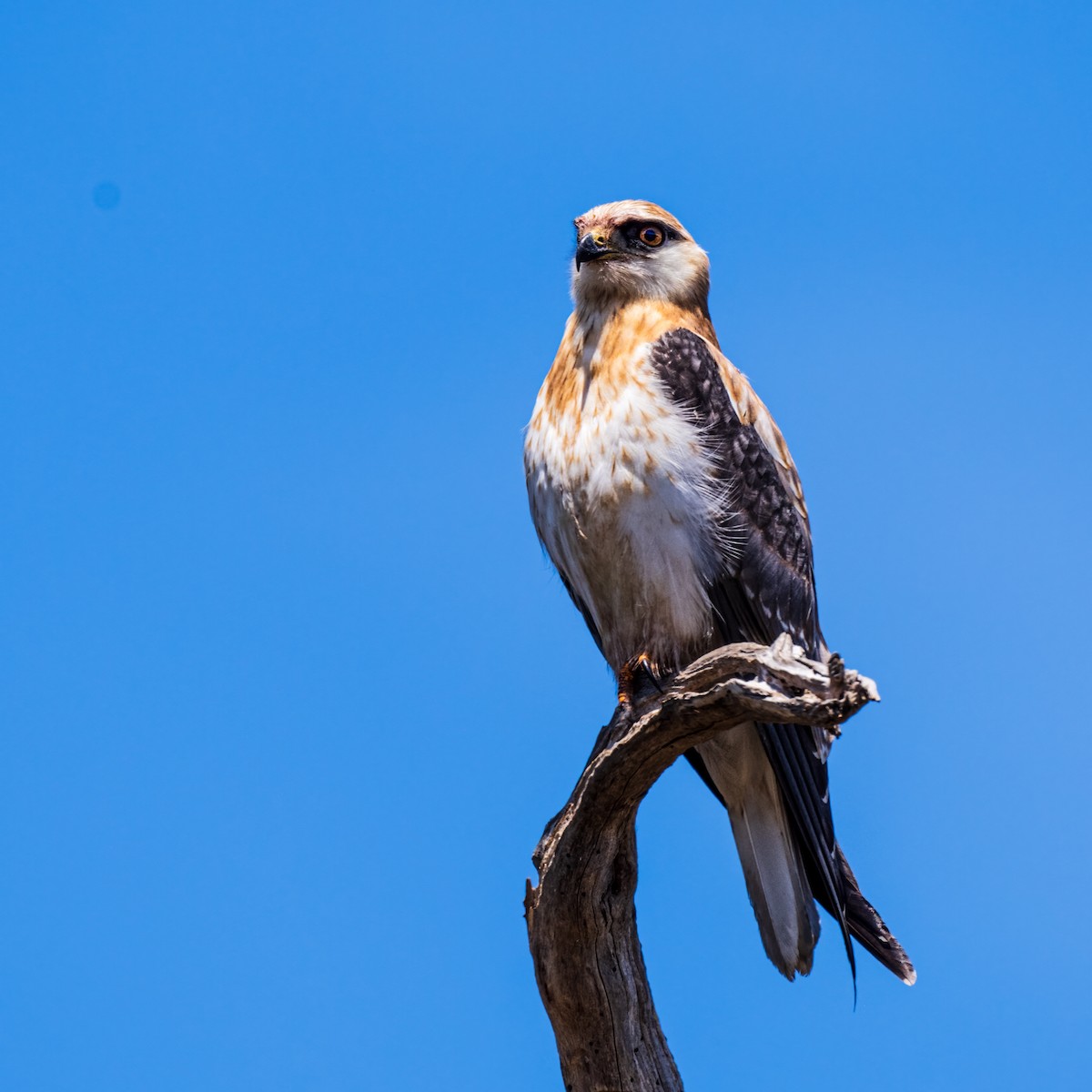 Black-shouldered Kite - ML611966388