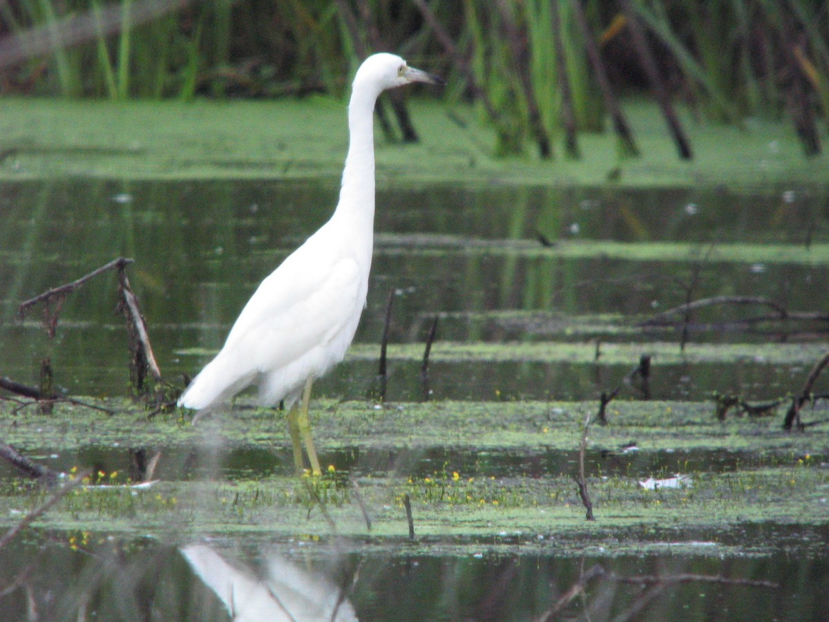 Little Blue Heron - ML611966396