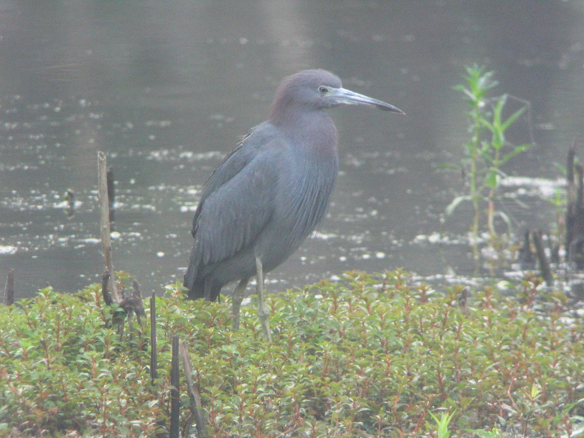 Little Blue Heron - ML611966399