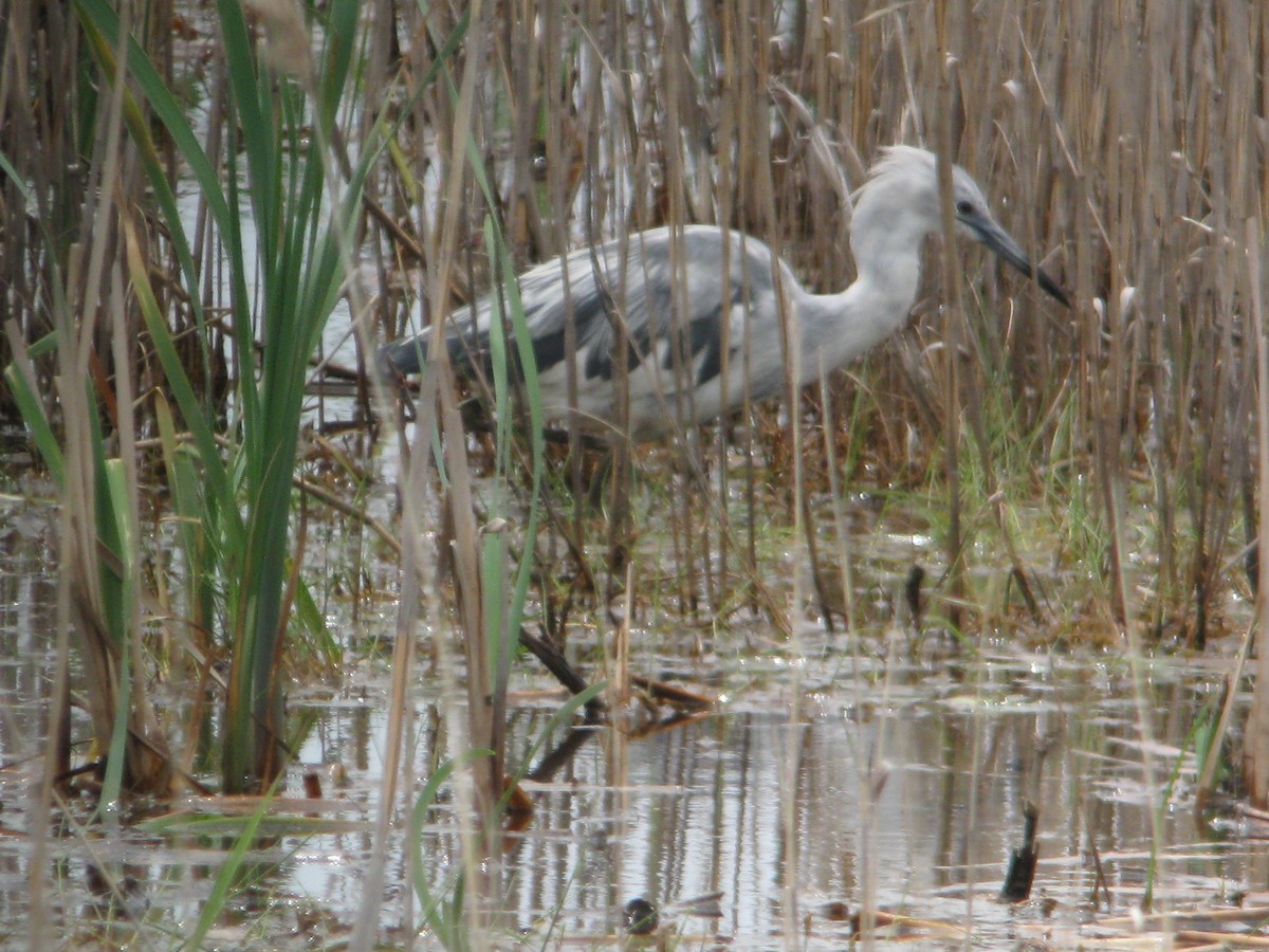 Little Blue Heron - ML611966408