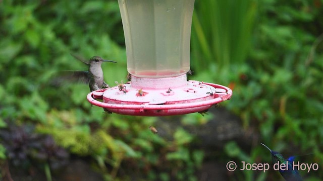 アオボウシモリハチドリ（colombica／rostrifera） - ML611966444