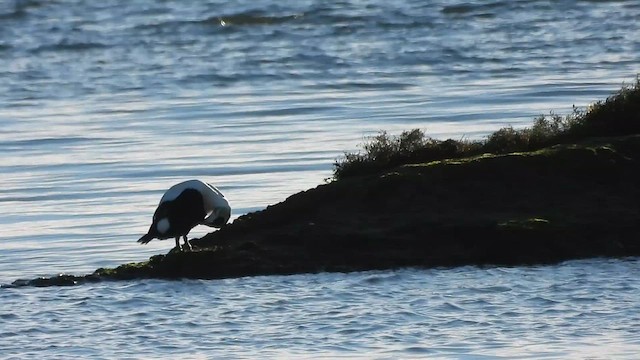 Common Eider - ML611966555