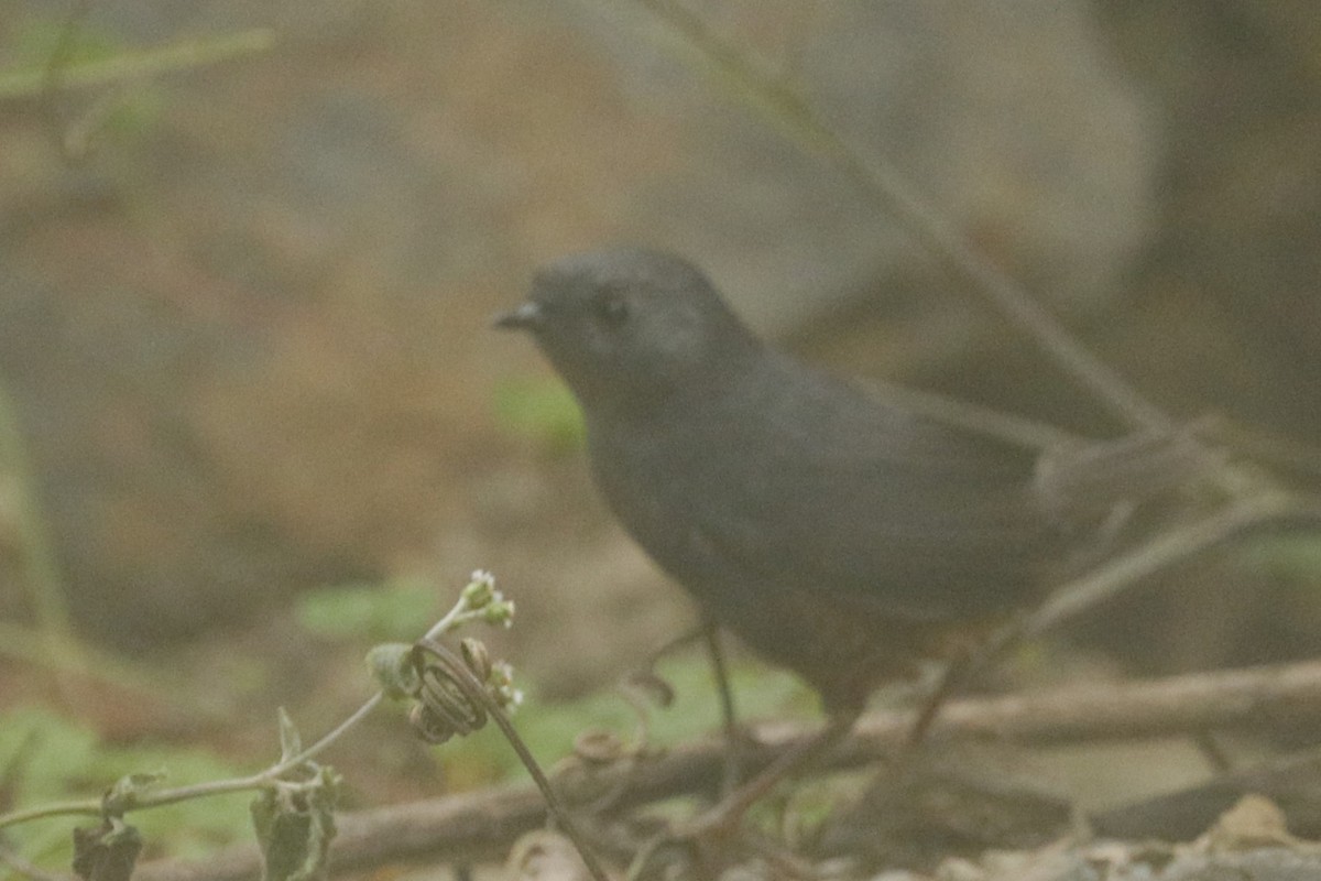 Trilling Tapaculo - Jun Tsuchiya