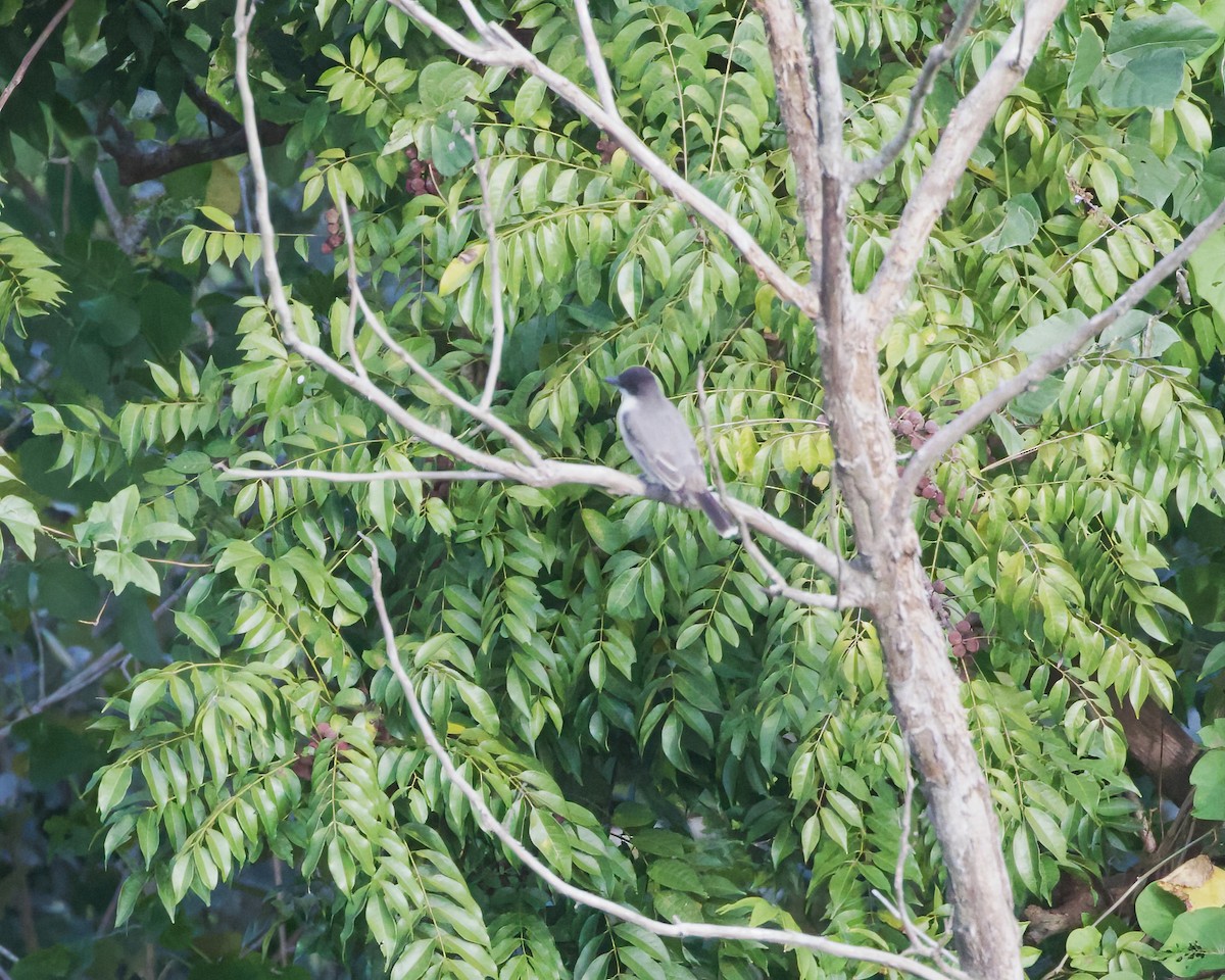 Loggerhead Kingbird - ML611966644