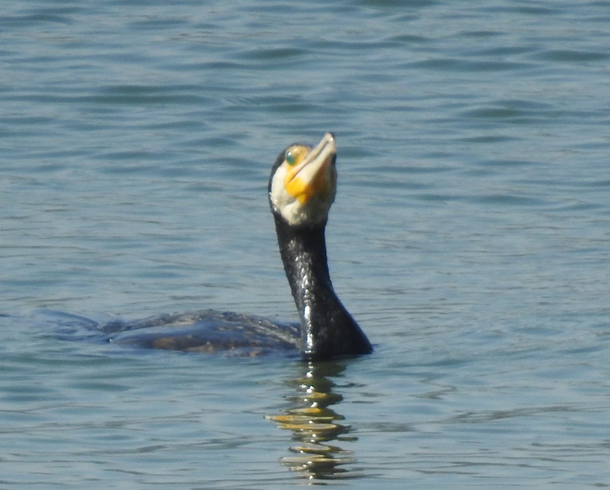 Great Cormorant - ML611966699