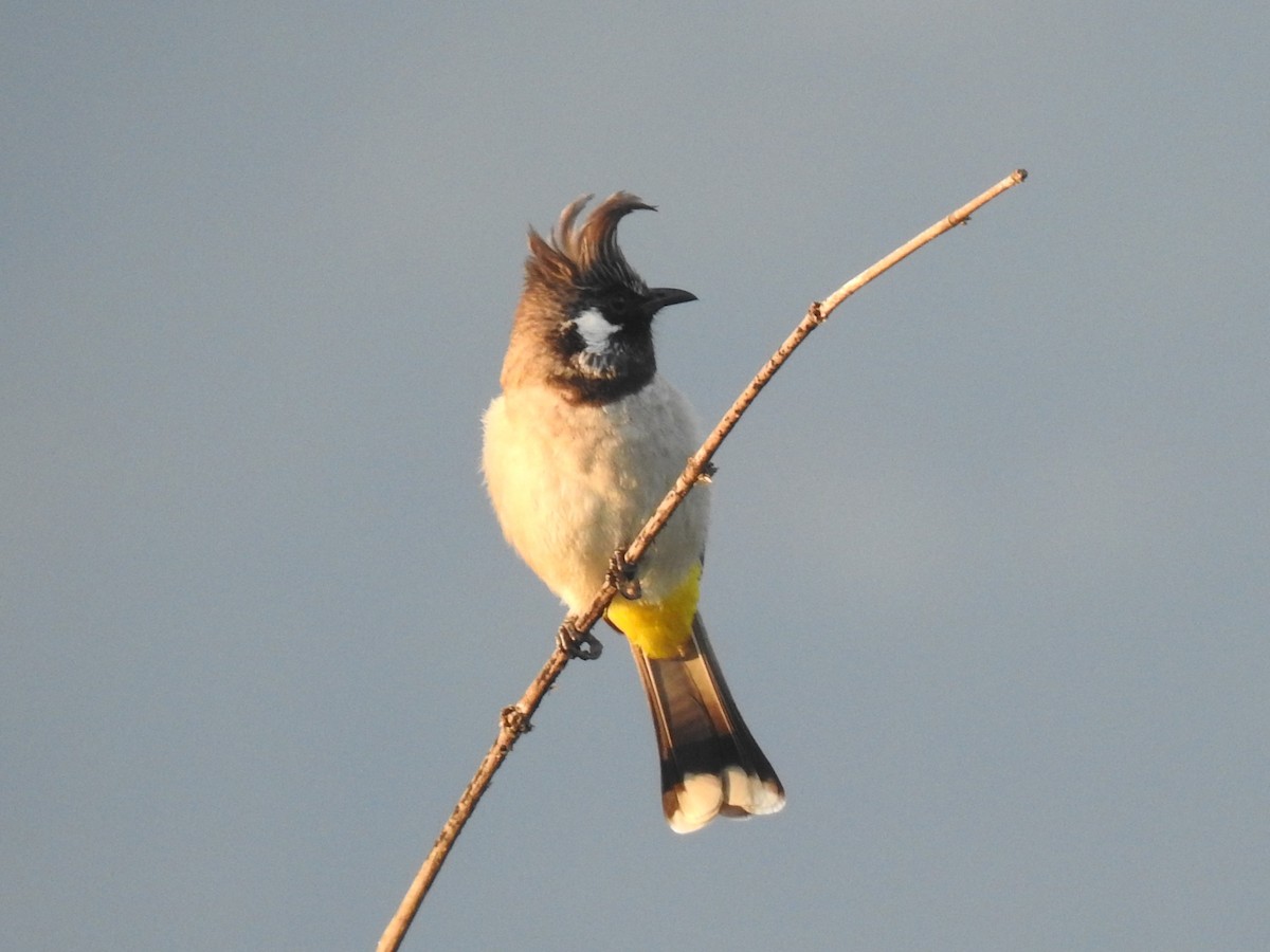 Bulbul Cariblanco - ML611966718