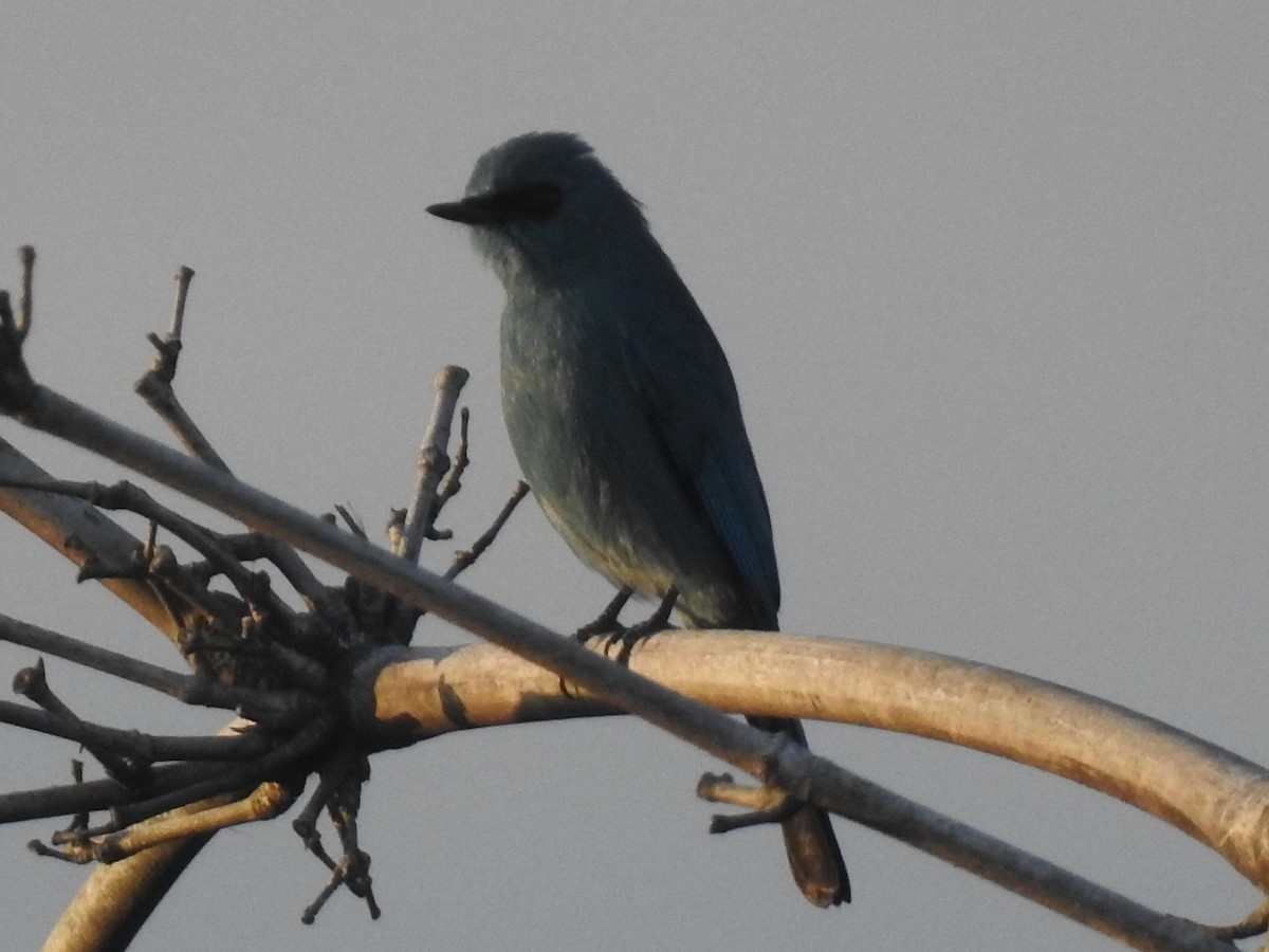 Verditer Flycatcher - ML611966748