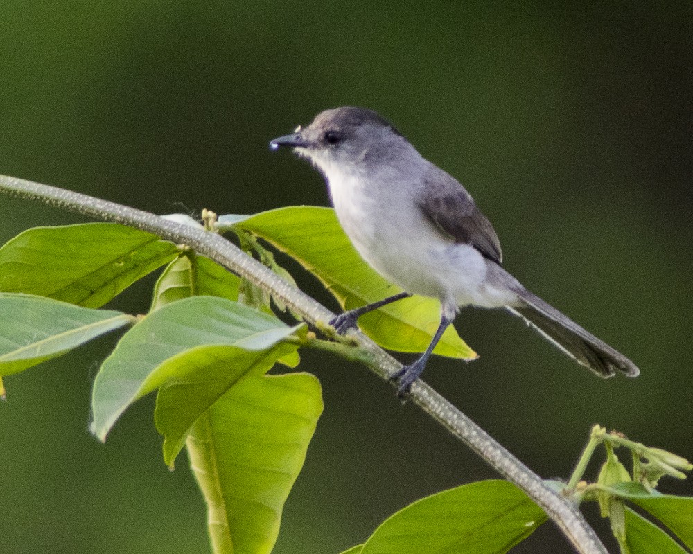 River Tyrannulet - Volkov Sergey