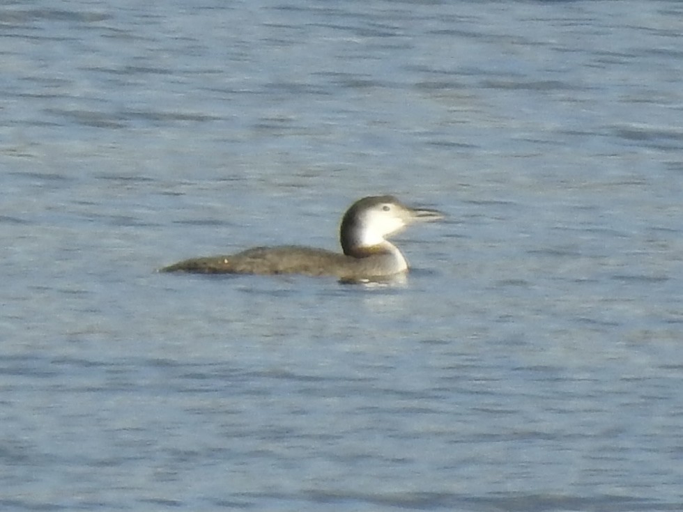 Common Loon - ML611966850