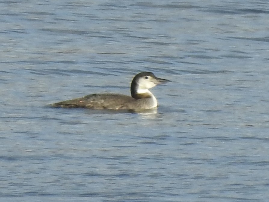 Common Loon - ML611966851