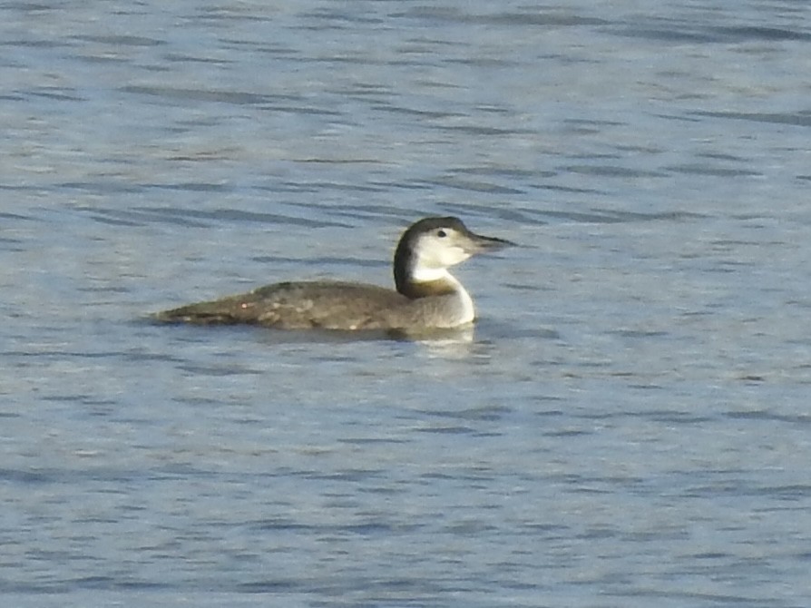 Common Loon - ML611966851