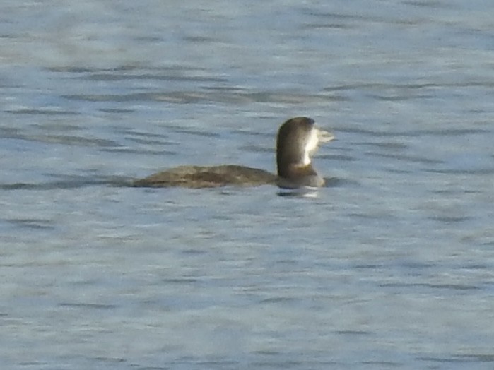 Common Loon - ML611966852