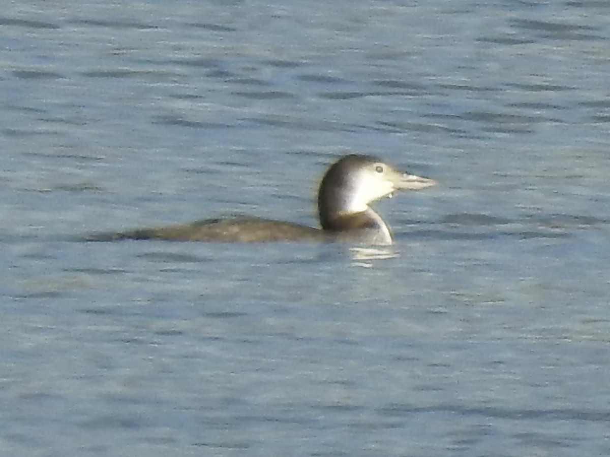 Common Loon - ML611966853