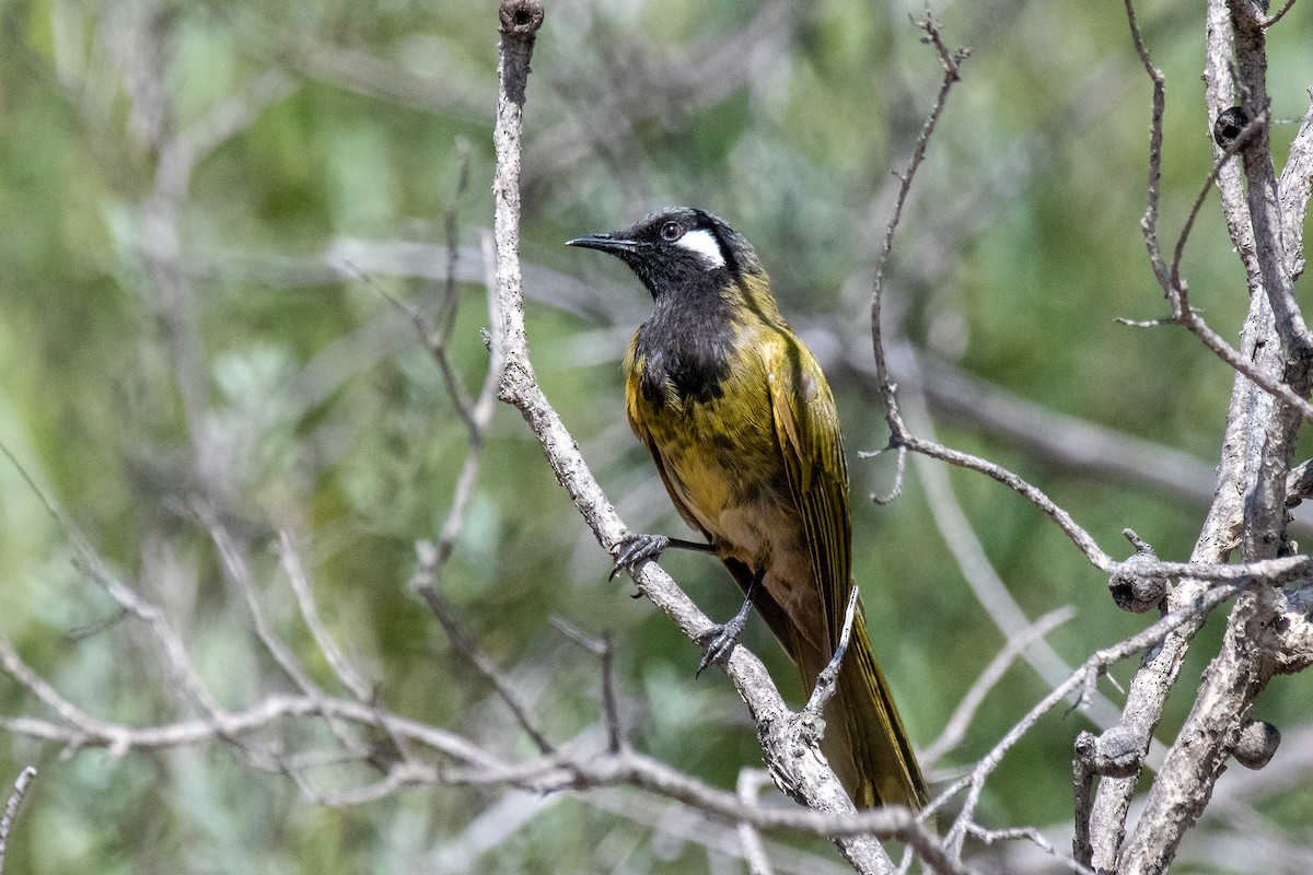 White-eared Honeyeater - ML611966871