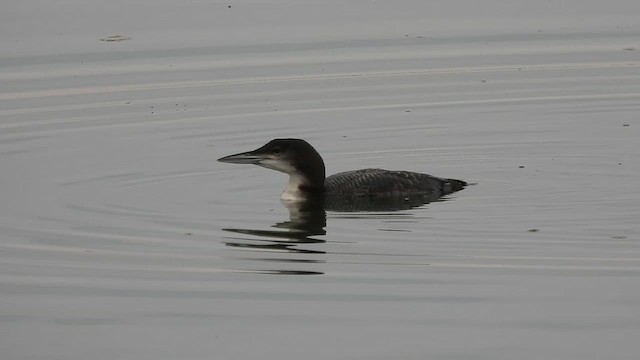 Common Loon - ML611966944