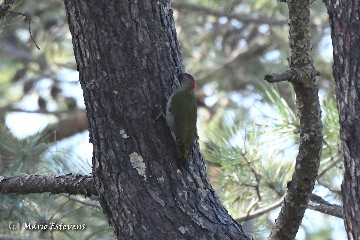 Iberian Green Woodpecker - ML611966990