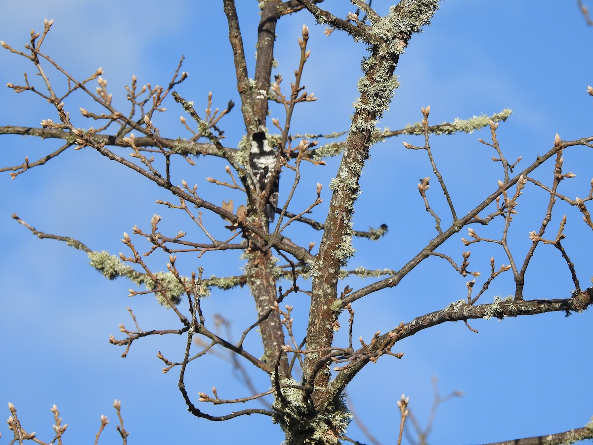 Lesser Spotted Woodpecker - ML611967022