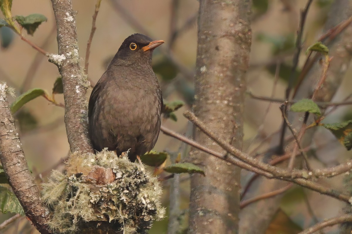 Chiguanco Thrush - ML611967050