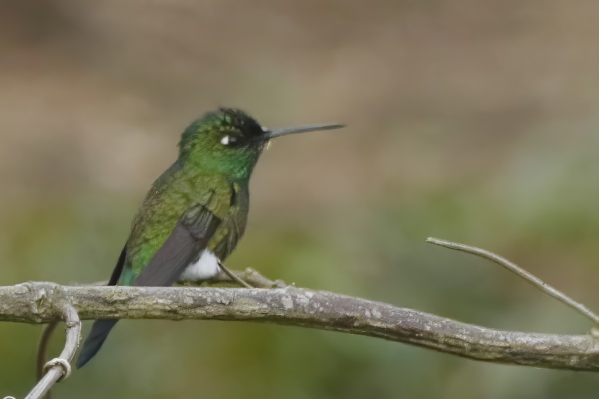 Blue-capped Puffleg - Jun Tsuchiya