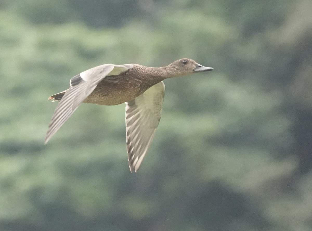 Falcated Duck - ML611967099