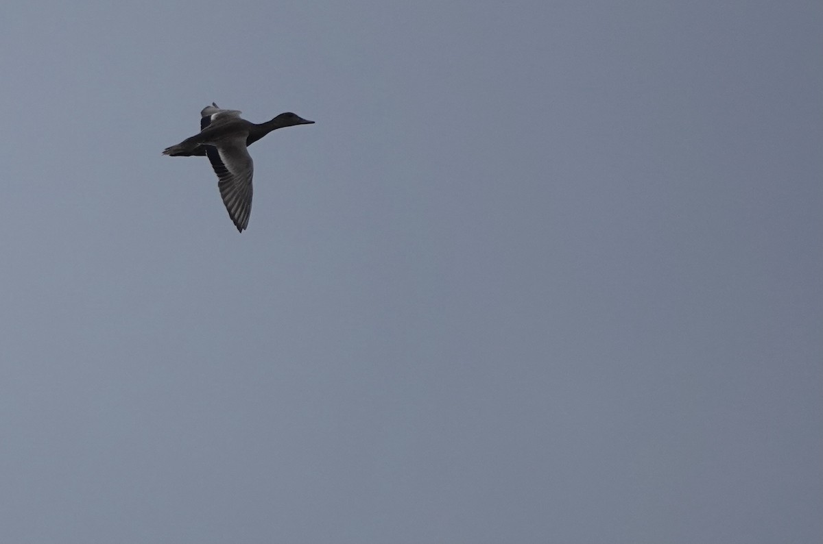 Falcated Duck - ML611967108