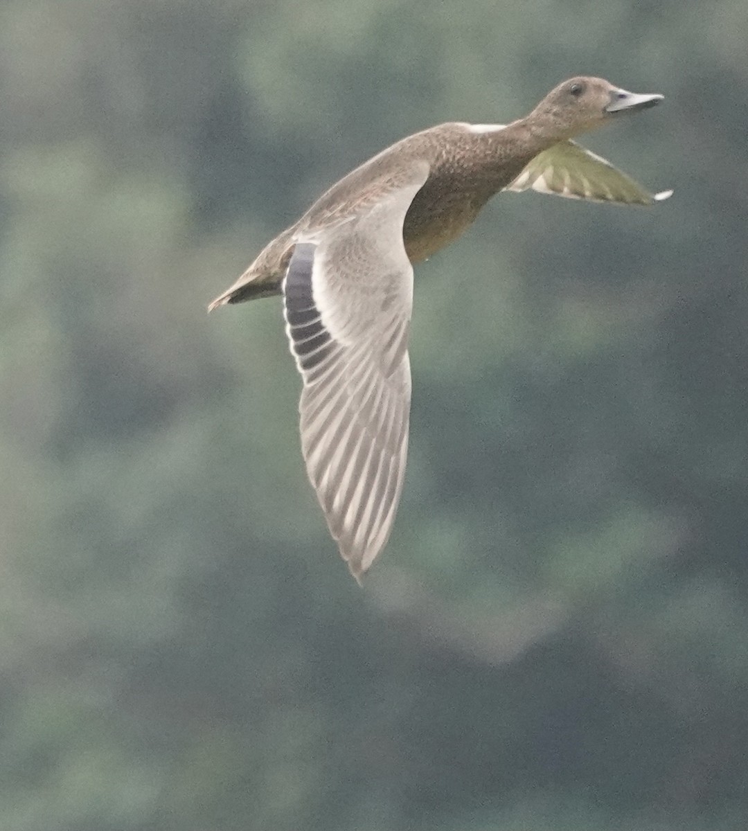 Falcated Duck - ML611967110