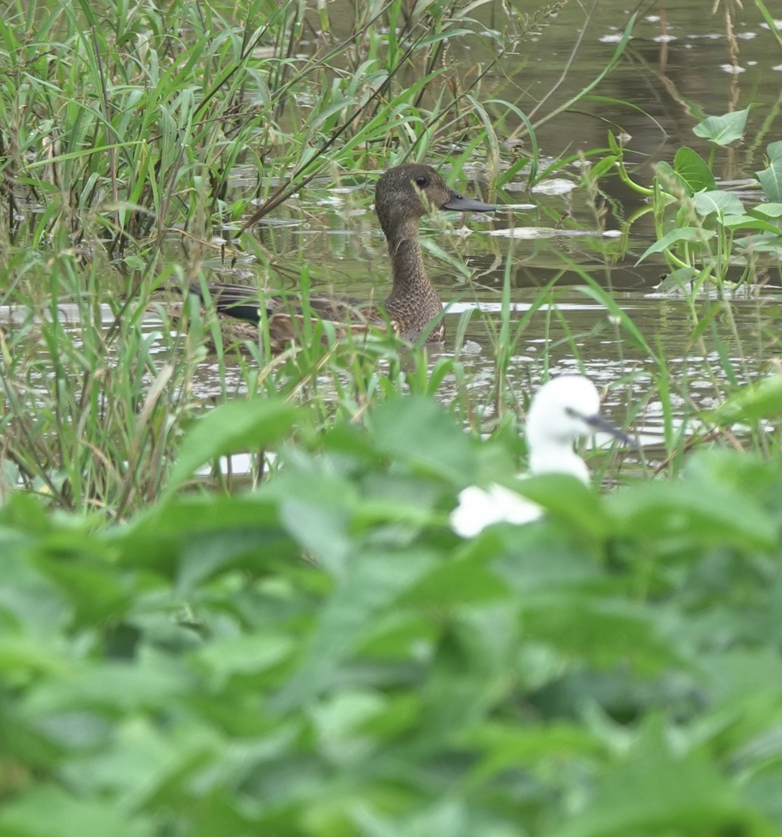 Falcated Duck - ML611967115