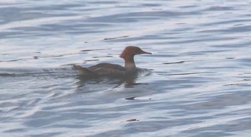 Common Merganser - Jan Harm Wiers