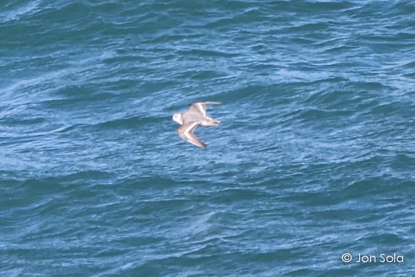 Red Phalarope - ML611967192