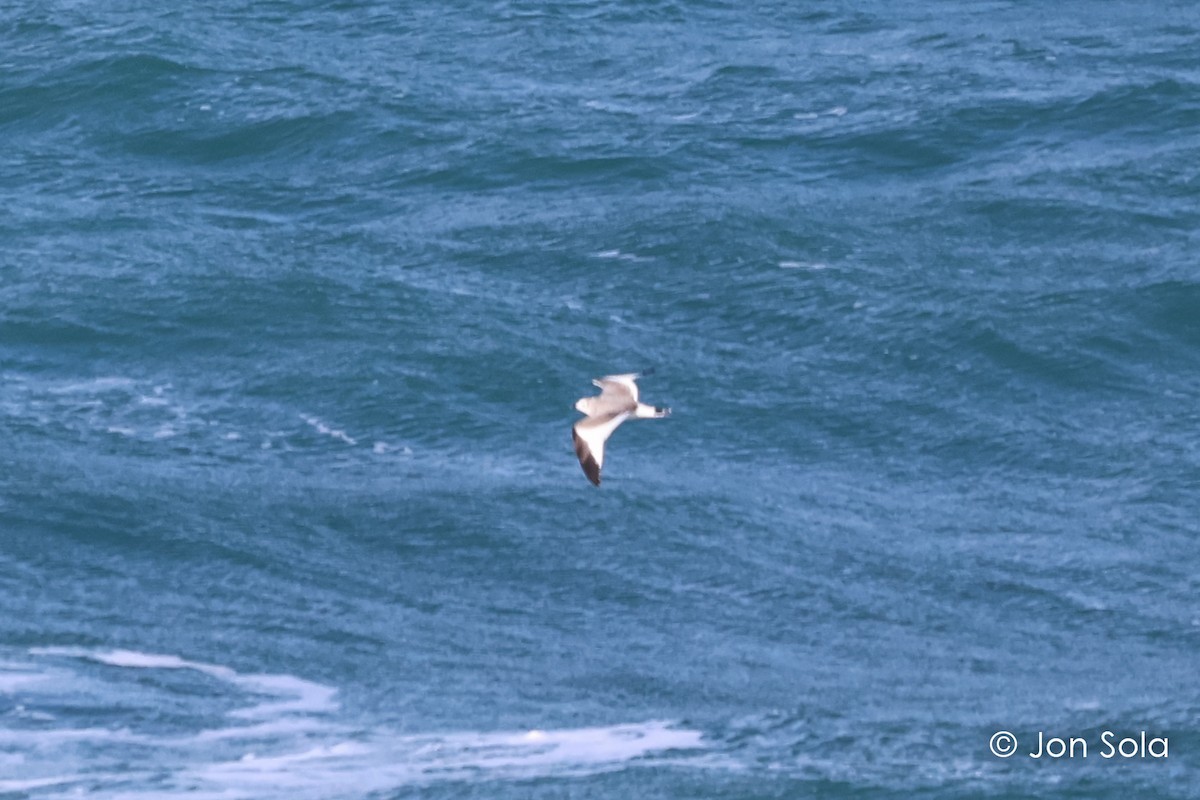 Sabine's Gull - ML611967196