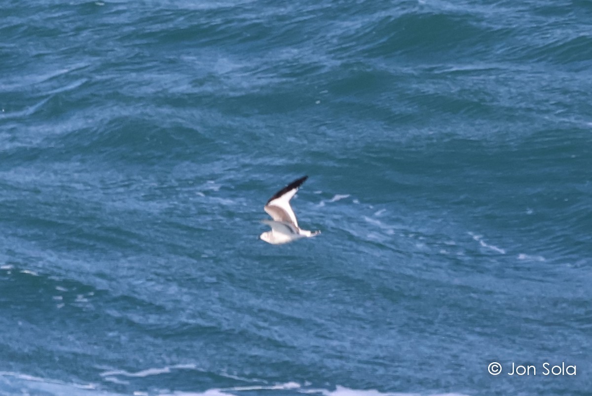 Sabine's Gull - ML611967197