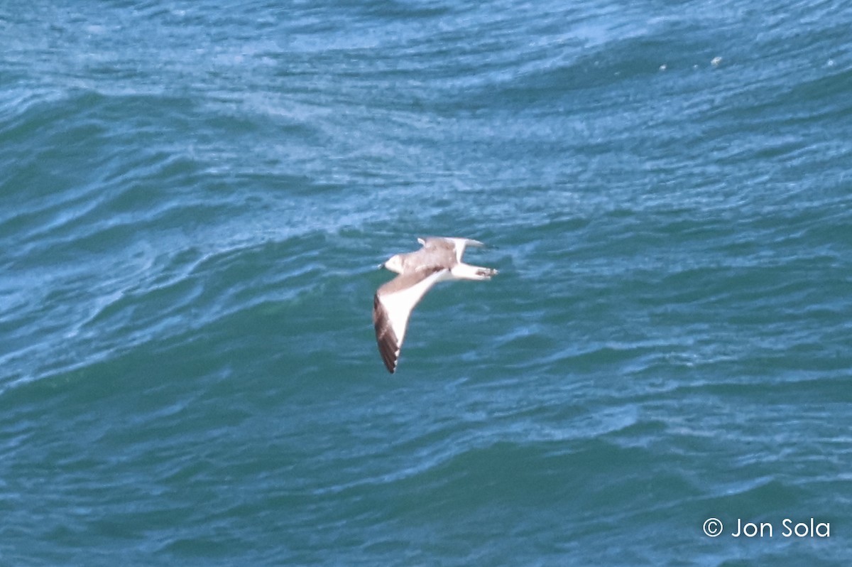 Sabine's Gull - Jon  Sola