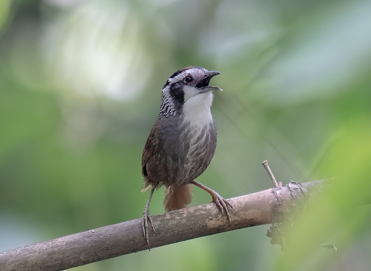 Snowy-throated Babbler - ML611967220